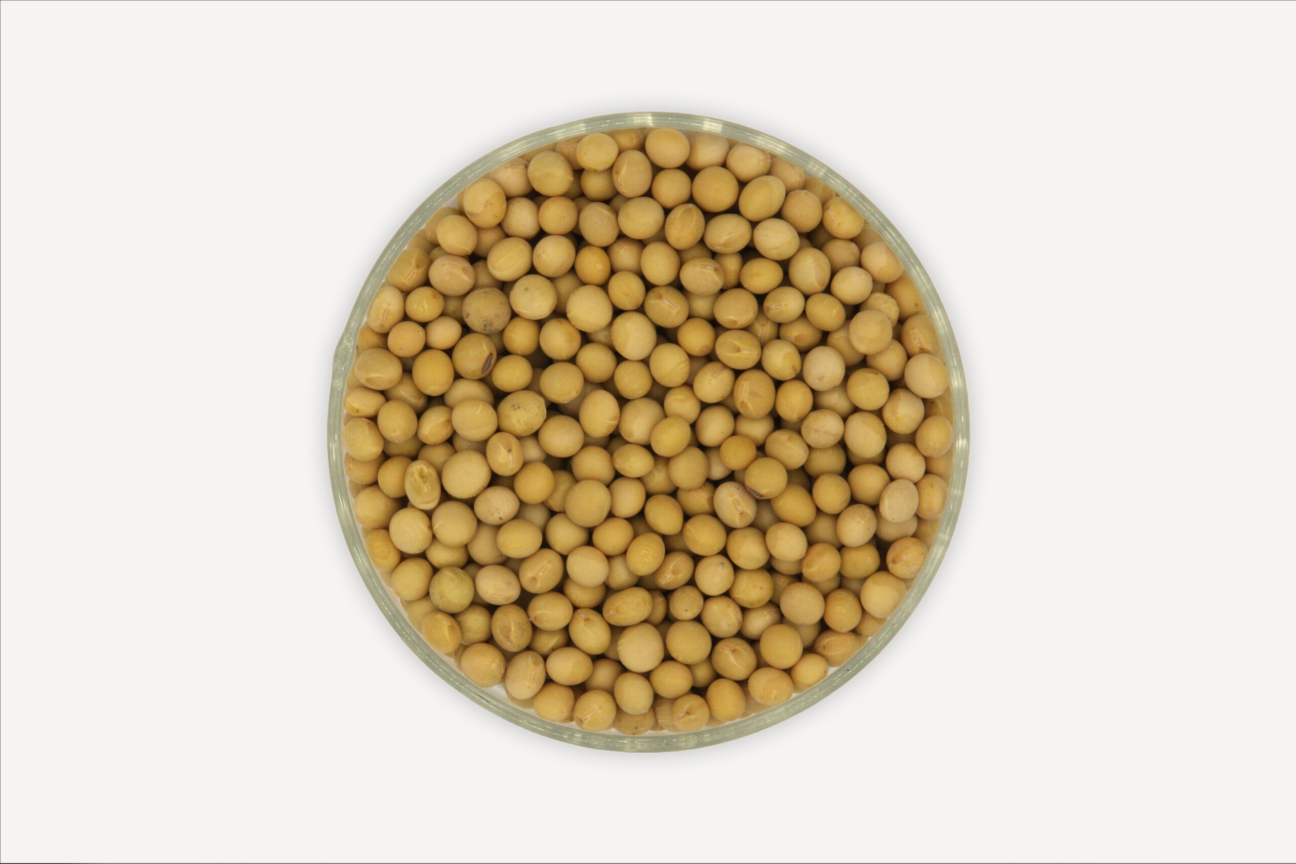 ความหลากหลาย