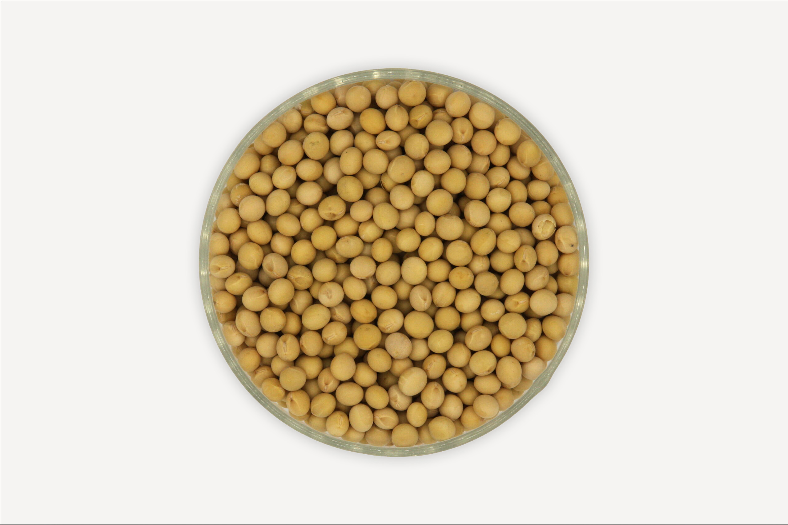 ความหลากหลาย