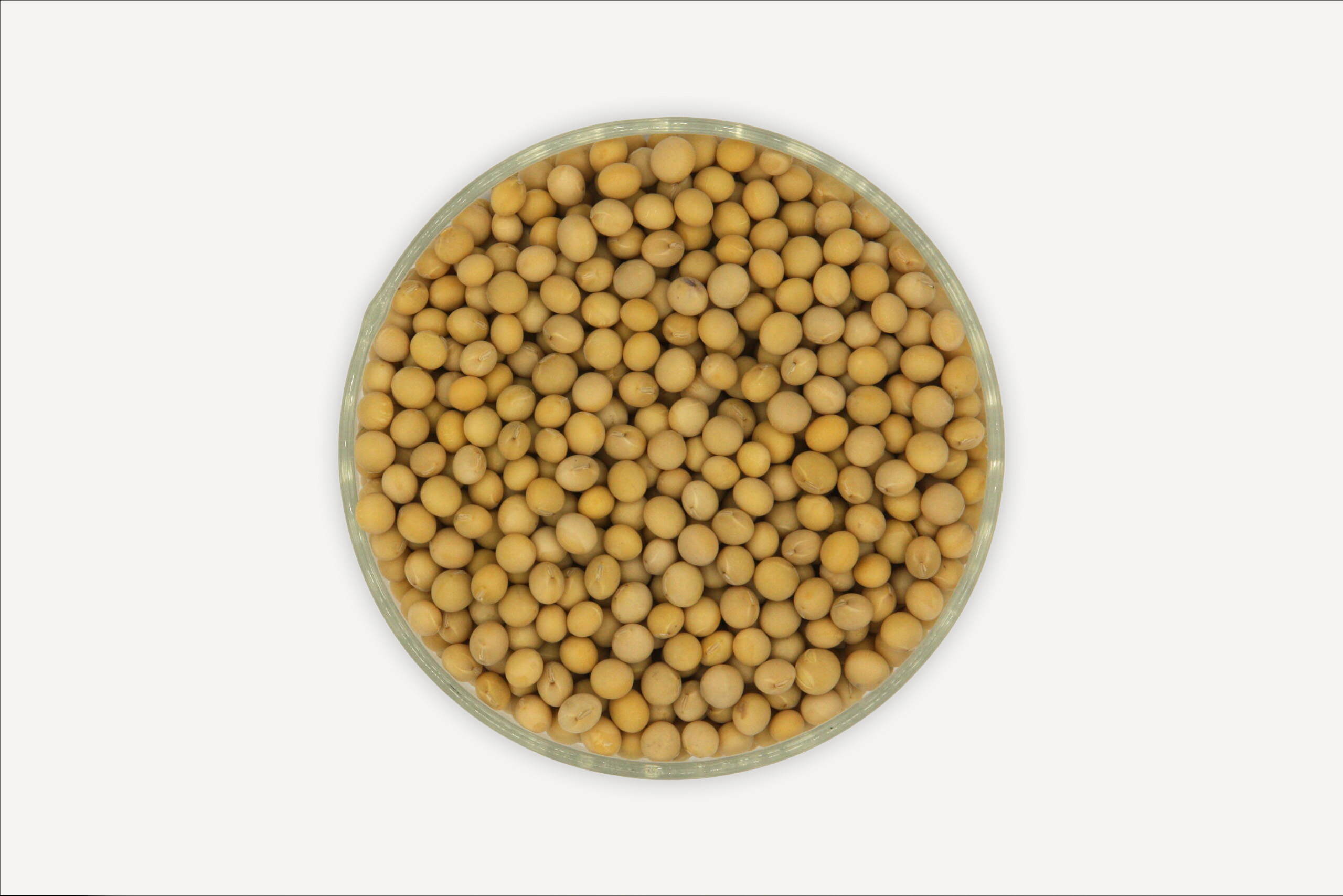 ความหลากหลาย