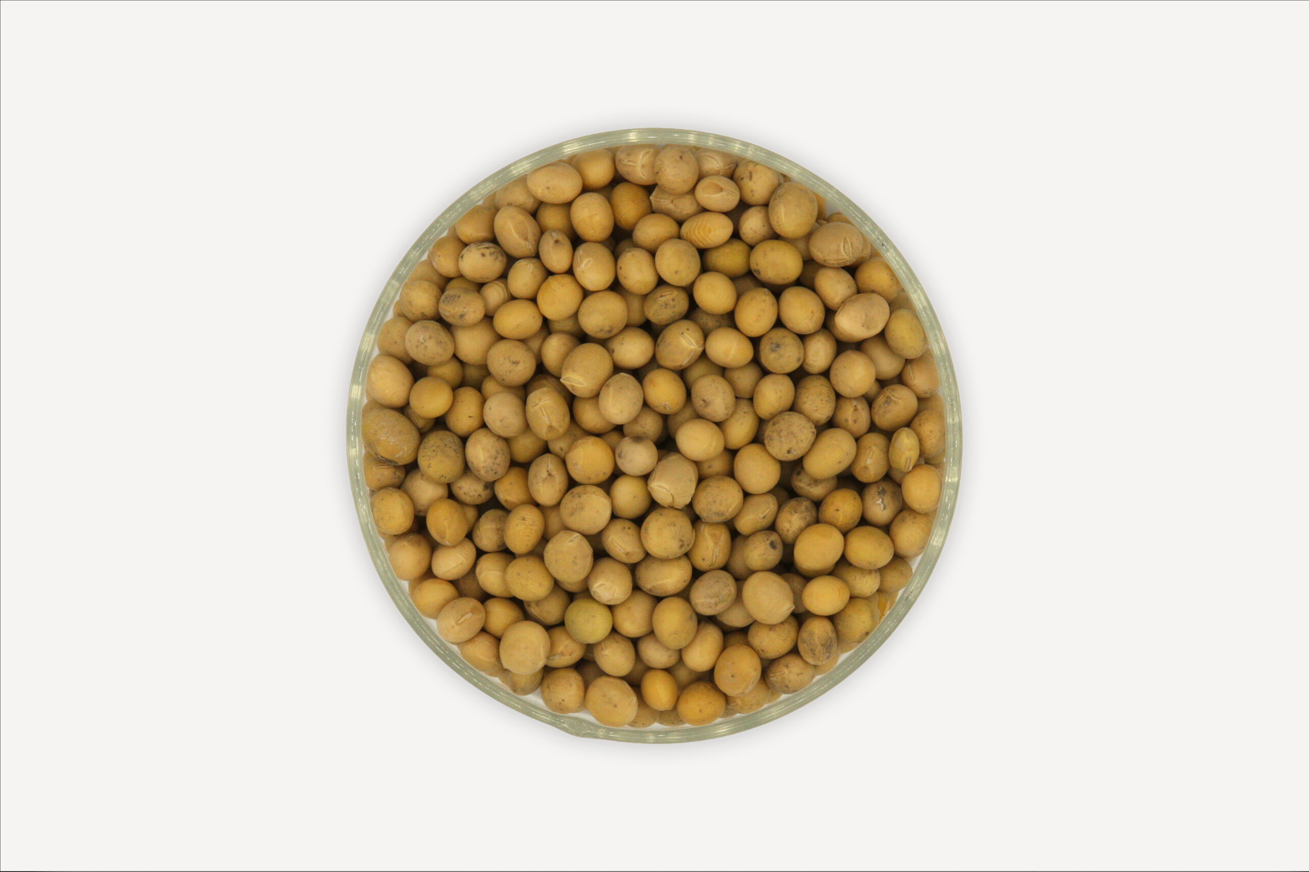 ความหลากหลาย