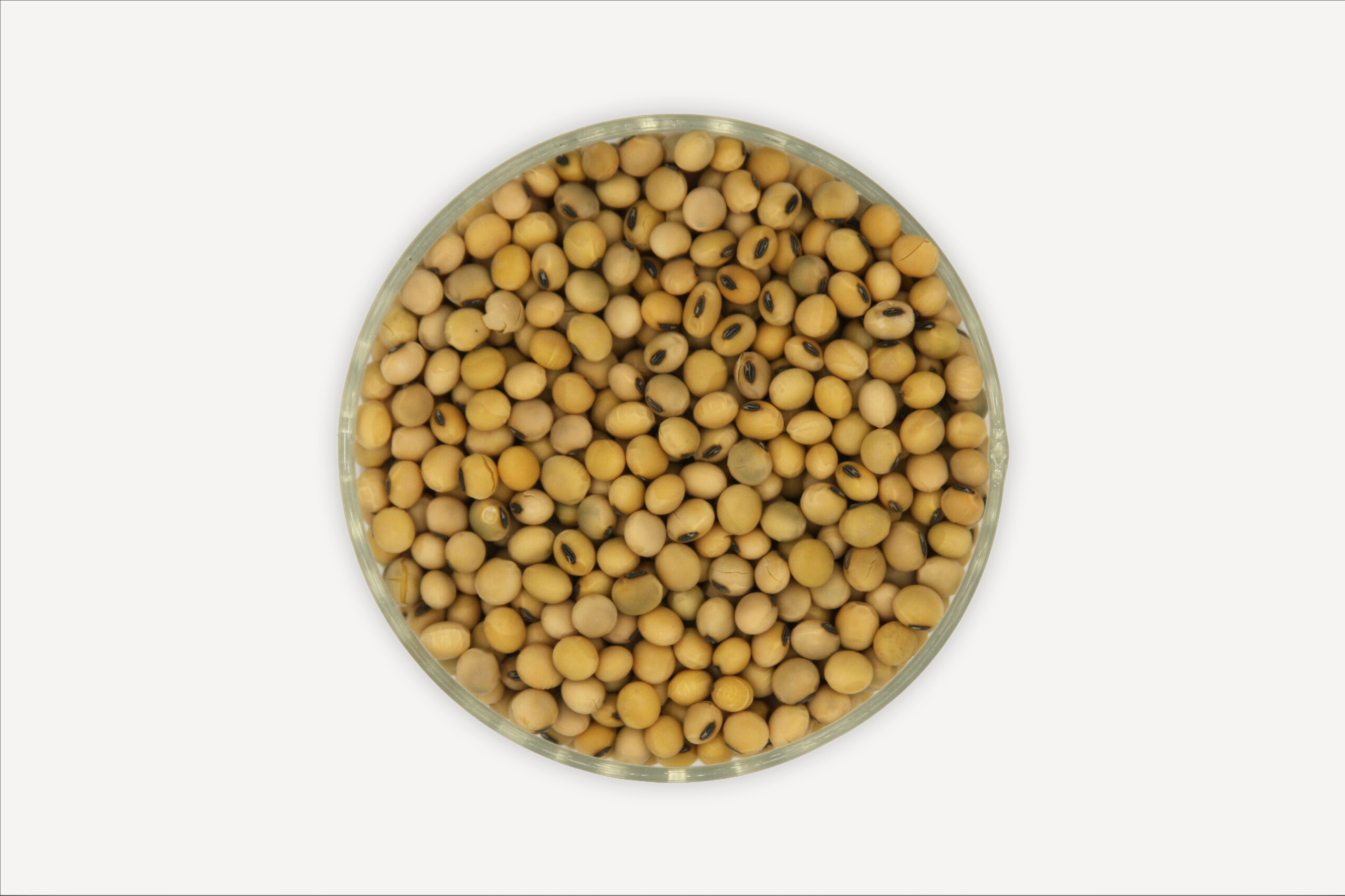 ความหลากหลาย