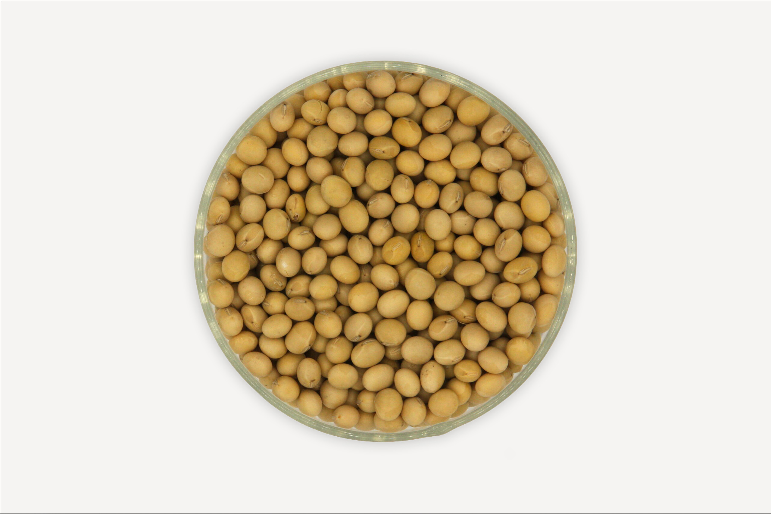 ความหลากหลาย